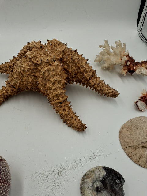 Sten og forsil samling